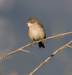 Lesser Whitethroat.