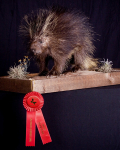 Porcupine 2nd Place