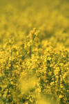Rapeseed Field _ FL051