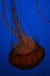 RT5B7515