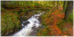 Mossy River, Tollymore Forest (IMG1001)