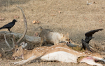 Jackal feeding on tiger's kill
