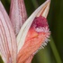 Ploughshare orchid (Serapias vomeracea)