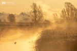 Misty dawn, Avalon Marshes