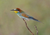 European Bee Eater