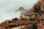 Purple Sandpiper amongst the seaweed near the Sandbanks chain ferry