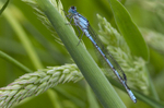 Common Blue Damselfly, Cheshire