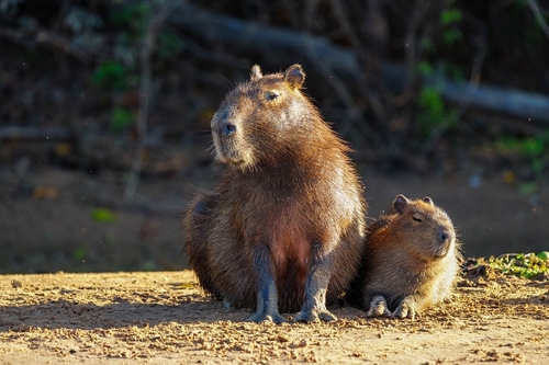 Capybara mother and young