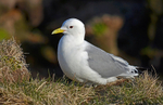Kittiwake