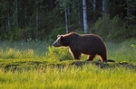 Brown Bear