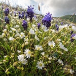 Grape hyacinth (Musacri commutatum) with Greater stitchwort ( Stellaria holostea) 