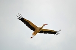 White Stork