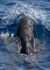 Short finned pilot whale, Madeira, Portugal ref M1)
