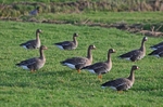 Greater (Russian) White-fronted Goose