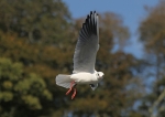 090917 SEAGULL08 IMG_7148