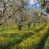 Apple Blossom