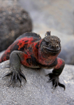 Marine Iguana