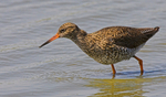 Redshank