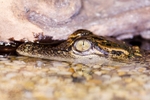 Baby Crocodile