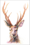 Stag 764