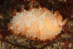 Tritonia hombergi