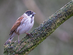 Reed Bunting
