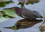Green Heron