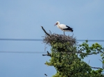 Storks portfolio