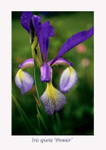 Iris spuria 'Premier'