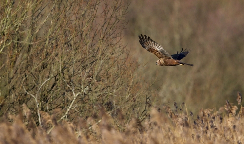 Marsh Harrier (Circus aeruginosus)