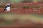 Magellanic Penguin standing outside burrow, Sea Lion Island, Falklands