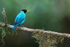 Green Honeycreeper (male) perched, Limon Province, Costa Rica