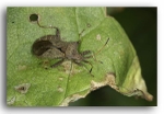 2606  Dock Bug (Coreus Marginatus)