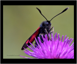 Burnet Moth