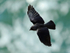 Jackdaw in flight along the cliffs at Durlston