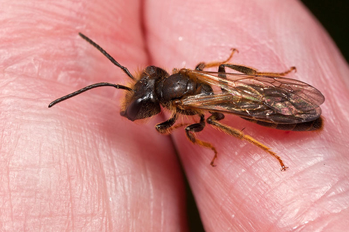 A scarce [i]Andrena bucephala[/i] male. At a known breeding site in Warwickshire. May 2012. Note characteristically l…