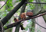 Red Squirrel