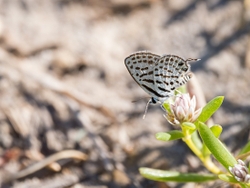 Tiger Blue