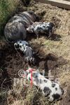 West Show_2014-23