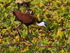 African Jacana (adult) walking on water plants