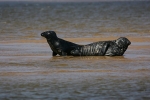 Atlantic Grey Seals on the North Norfolk Coast