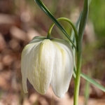 Snakeshead fitillary ( Fritillaria meleagris)