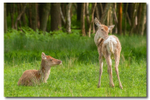 Fawns