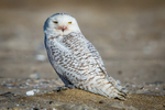 Snowy at Chincoteague