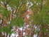 Pink And Green Leaves, Crystal Palace Park