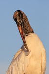 Wood Stork delicately preens feather, Wakodahatchee Wetlands, Florida