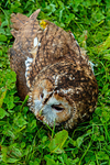 tawny owl Strix aluco-7291