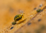 Sminthurinus aureus