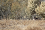 Bobcat looks out, Bosque del Apache, New Mexico, USA