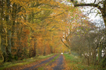 Morton Lane in Autumn